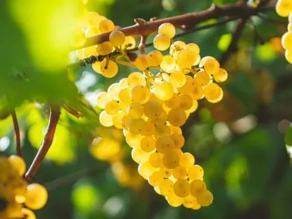 The Second Luminous Mystery - The Wedding At Cana