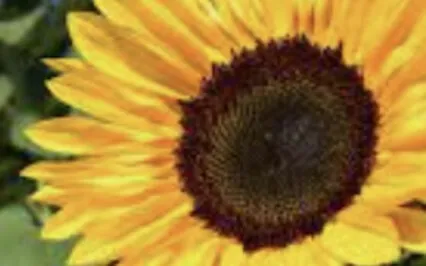 The Second Precept: Taking Only What Is Freely Given