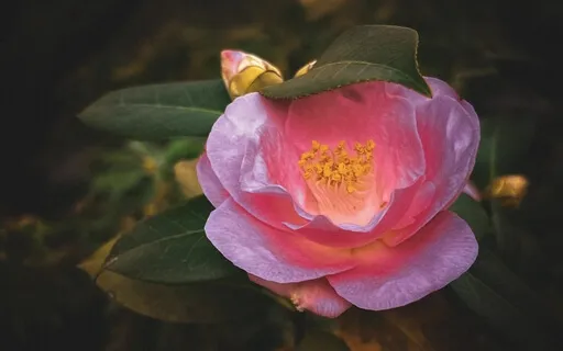 The Secret Garden On The Roof | Guided Sleep Story