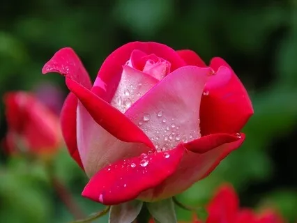 The Secret Lovers: Radiance Sutras Verse 138