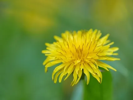 The Secret Of Happiness Is To Admire Without Desiring.