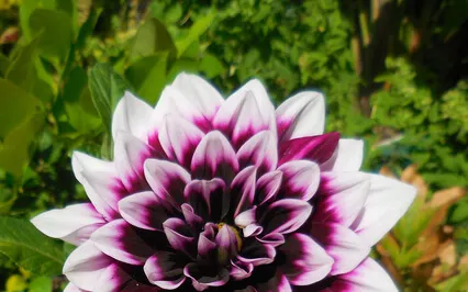 The Secret Of Living As A Buddha 