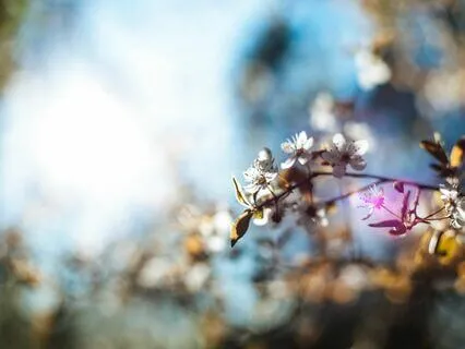 The Secrets of the Awakened Heart