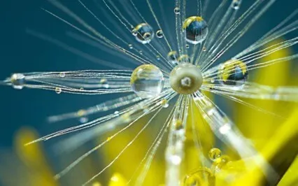 The Seed Of Creation