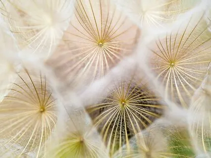 The Seed Of The Future