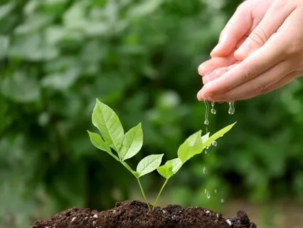 The Seeds You Plant - A Morning Practice