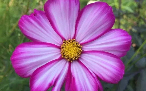 The Self-Compassion Practice - A Micro Practice