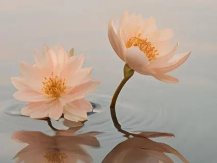 The Self-Love Reset: Activate Healing & Confidence