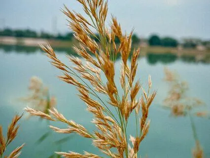 The Seven Voyages of Sinbad 3 - The Giant