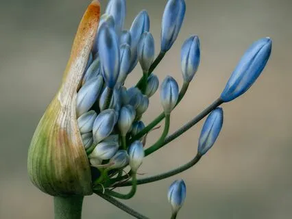 The Seventh Mansion: Teresa of Avila