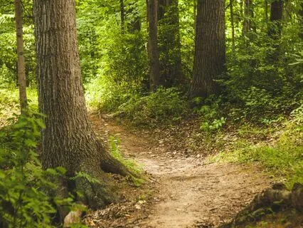 The Shapeshifting Guardian: Long Bedtime Story