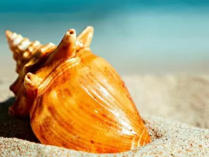 The Shell You're Outgrowing