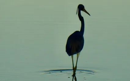 The Shield Of Redemption