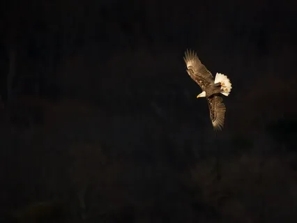 The Silent Flight Of The Nocturnal (Delta Binaural Beats)