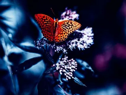 The Silk Worm | Rumi Poem