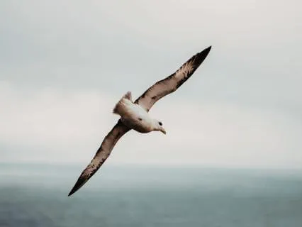 The Silver Gull - A Poem On Moving Before You’re Ready