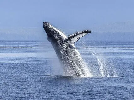 The Siren Call Of The Ancestors