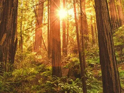 The Sleepy Cabin In The Woods: Bedtime Tale