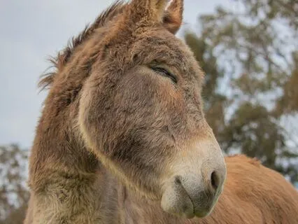 The Sleepy Donkey: A Soothing Bedtime Story