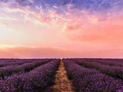 The Sleepy Lavender Meadow