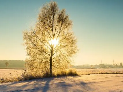 The Sleepy Shepherds (Christmas Sleep Story)