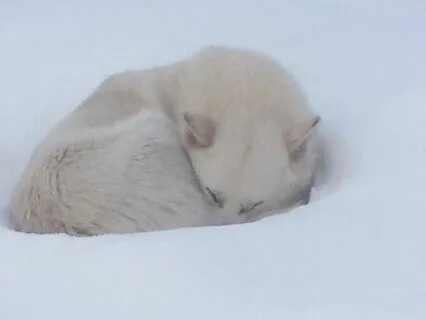 The Sleepy Snowflake