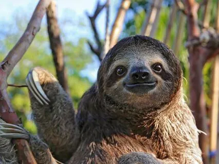 The Sloth Technique: Experiencing Life In Slow Motion