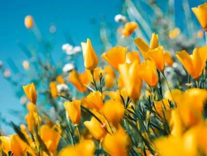 The Slow Bloom Spring Meditation