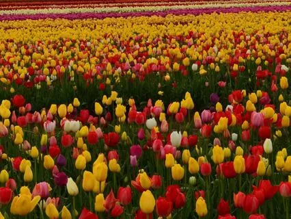 The Slow Pulse of the Earth