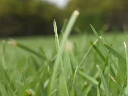 This Is What Freshly Cut Grass Smells Like
