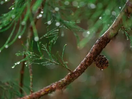 The Smell of Rain 10hz Isochronic Tones for Mindfulness