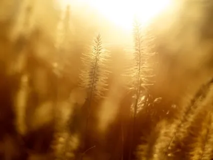 The Smiley's Symphony