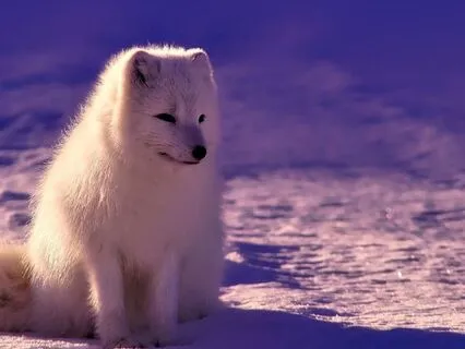 The Snowy Foxes’ Winter Adventure