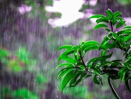 Just Rain - Relaxing Rain