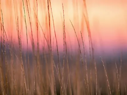 The Softness Of Nature: A Sleep Meditation With Poetry