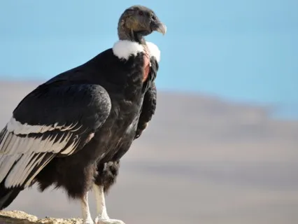 The Song Of The Eagle And The Condor 