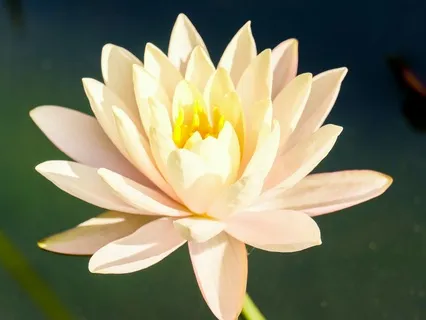 The Soothing Meditation