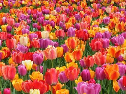 The Sound Of Inspiration