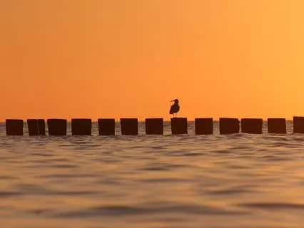 The Sound Of Ocean
