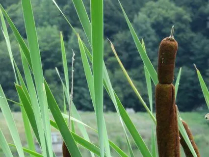 The Sound Of Optimism