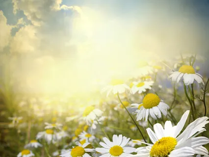 The Sound Of Silence Is All The Instruction You Will Receive