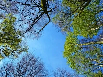 The Sounds Of The Natural World