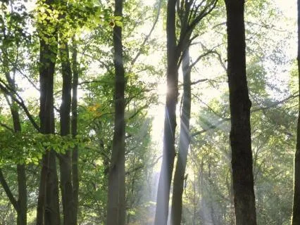 The Sovereign Command: The Spiritual Power Of Deciding