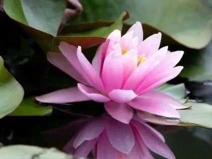 The Sovereign Goddess Invocation