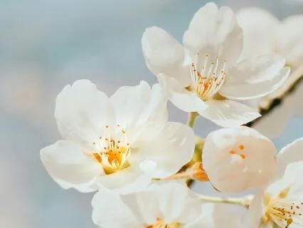 The Space Within (Music For Focus And Relaxation)