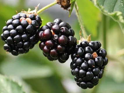 The Spark That Awaits Expression - September 11