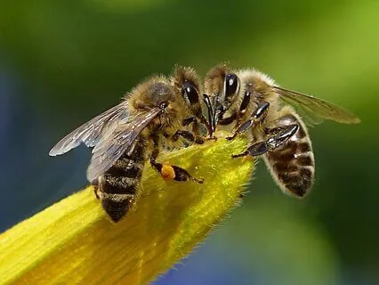 The Spellings Bees (Bedtime Story)