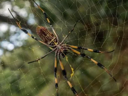 The Spider’s Wisdom: Weaving With Intention