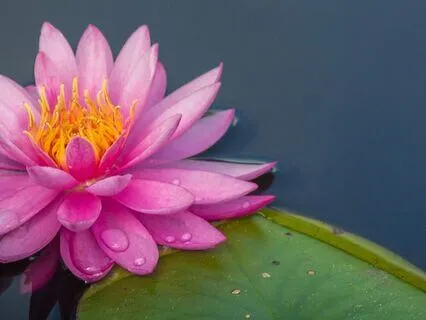 The Lotus Flower Of The Spine For Relaxation And Sleep