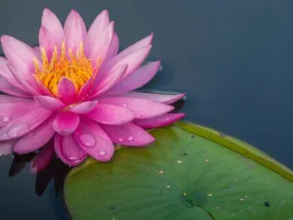 The Spine As A Lotus Flower | Raise Your Vibration